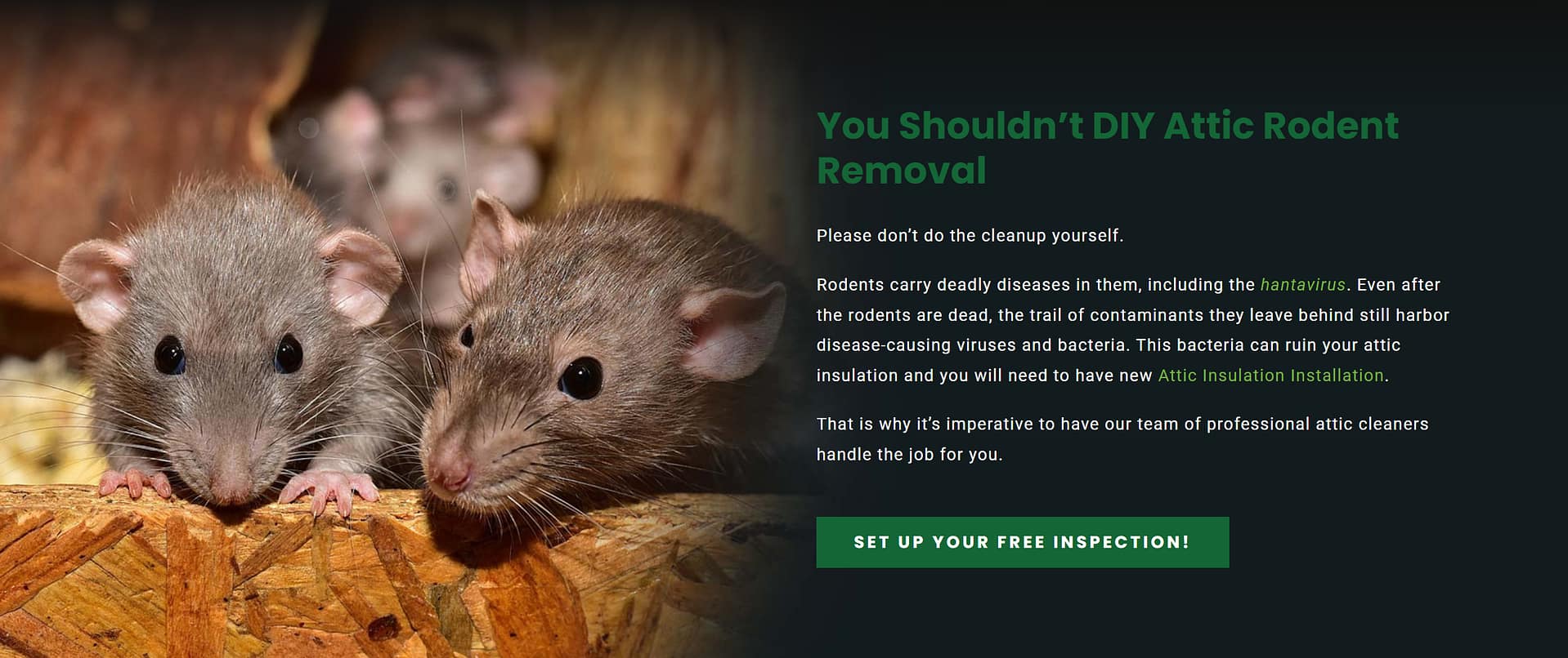 rodent removal service