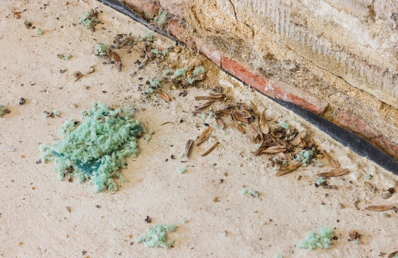 attic rodent removal san diego